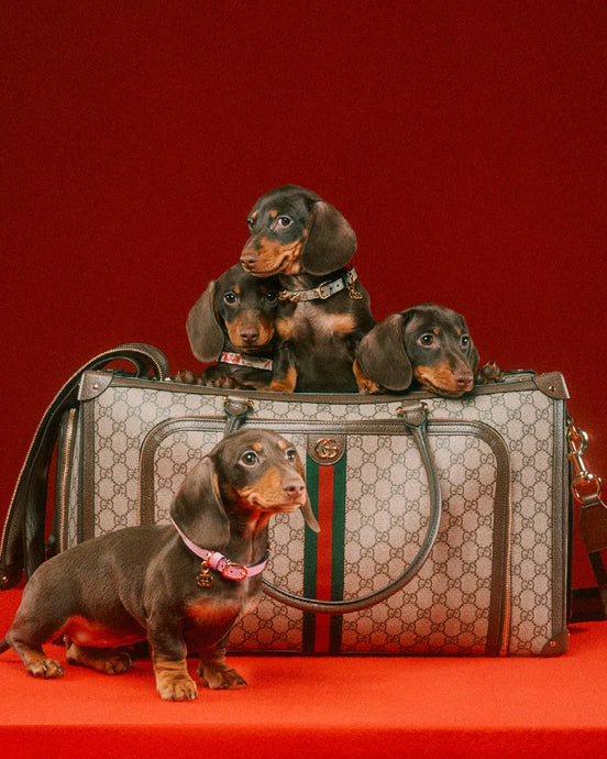 Gucci Pet, the new fetish collection for pets.